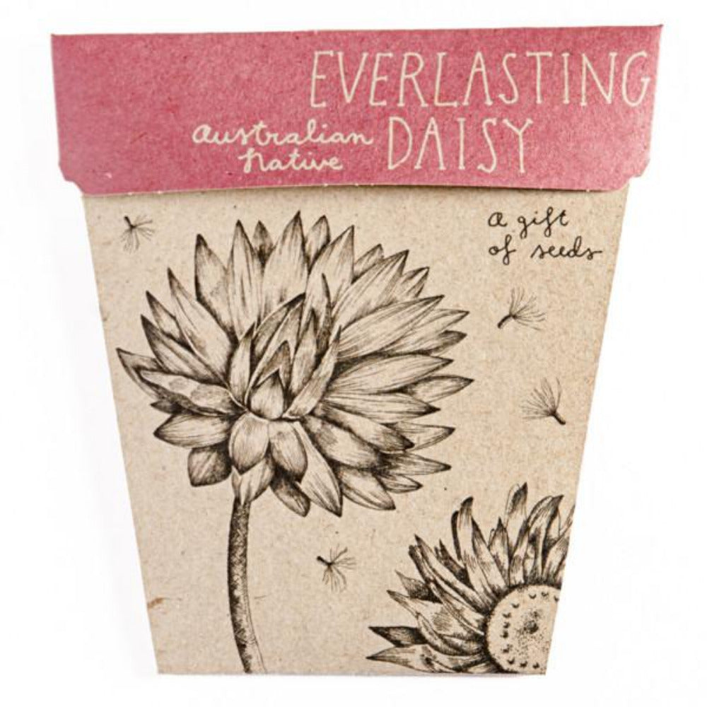 Gift of Seeds - Everlasting Daisy - Oxley and Moss