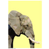 Print - Elephant Head - Oxley and Moss