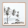 Coastal Yucca Framed Print